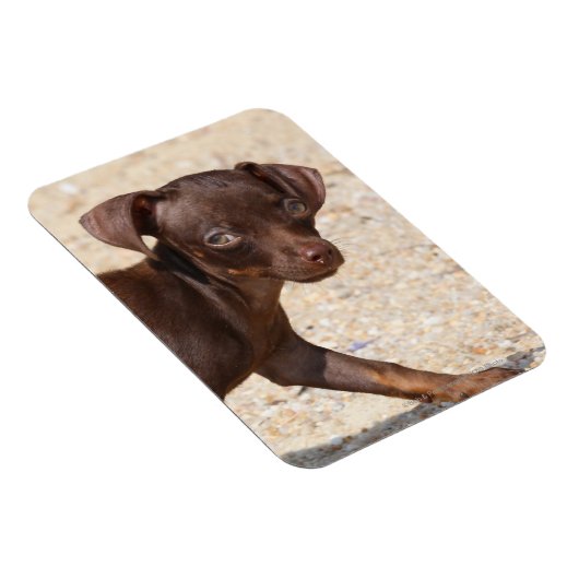 Chihuahua Puppy Walking Magneet (Rechterzijde)