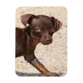 Chihuahua Puppy Walking Magneet (Verticaal)