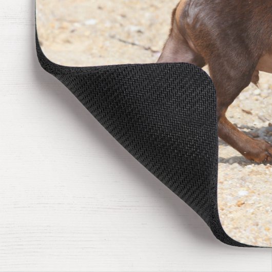 Chihuahua Puppy Walking Muismat (Hoek)