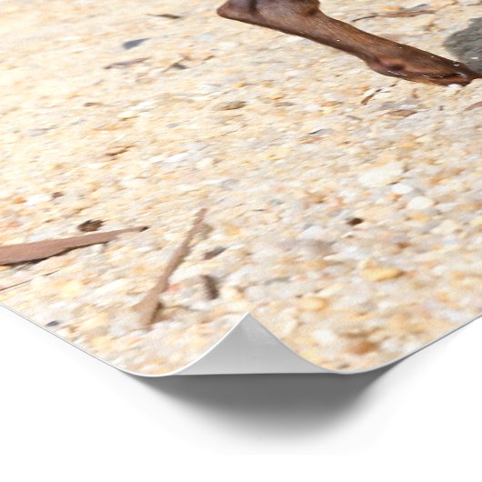 Chihuahua Puppy Walking Poster (Hoek)