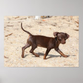 Chihuahua Puppy Walking Poster (Voorkant)