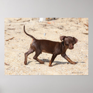 Chihuahua Puppy Walking Poster