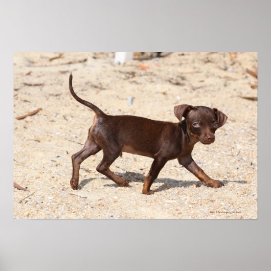 Chihuahua Puppy Walking Poster (Voorkant)