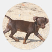 Chihuahua Puppy Walking Ronde Sticker (Voorkant)