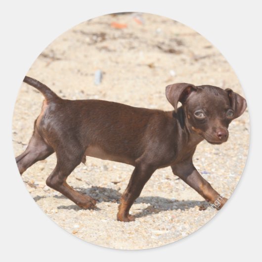 Chihuahua Puppy Walking Ronde Sticker (Voorkant)