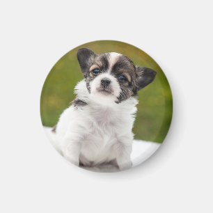 Chihuahua Puppychoto Magneet