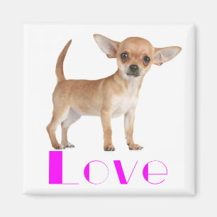 Chihuahua Puppydog - Roze Liefde Grote Oren Magneet