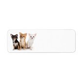 Chihuahua Return Address Label (Voorkant)