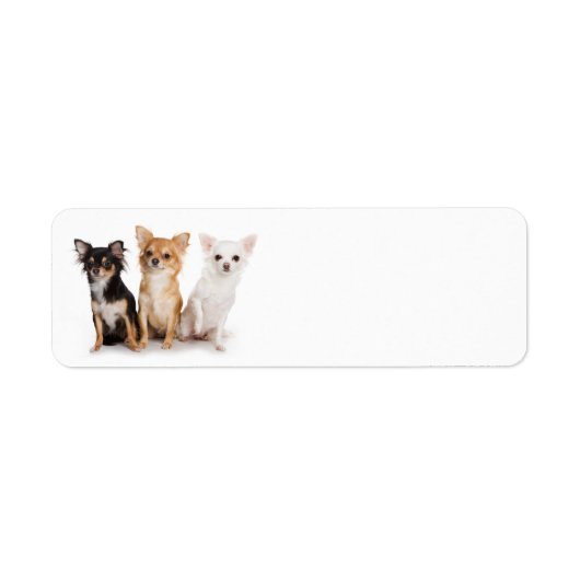Chihuahua Return Address Label (Voorkant)