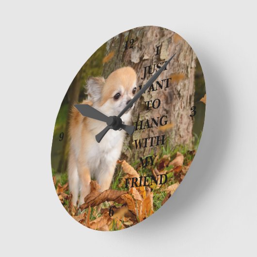 Chihuahua Ronde Klok (Hoek)