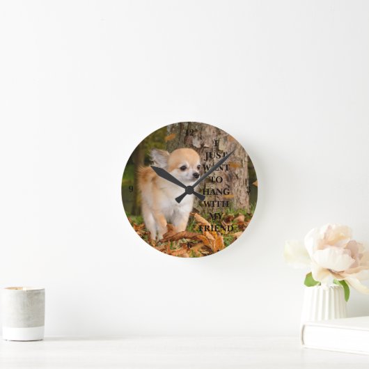 Chihuahua Ronde Klok (Huis)