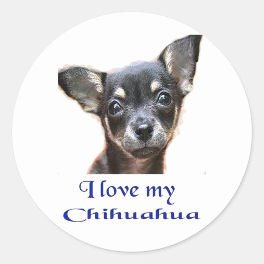 Chihuahua Ronde Sticker (Voorkant)