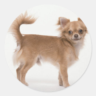 Chihuahua Ronde Sticker