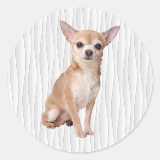 Chihuahua Ronde Sticker (Voorkant)