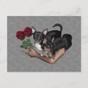 Chihuahua Rozen Briefkaart