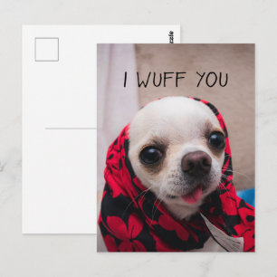 Chihuahua schattig... ik maak je gek op Valentijns Briefkaart