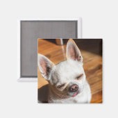 Chihuahua slaperige knipoog ontspannen tong uit Fo Magneet (Voorkant / Achterkant)