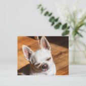 Chihuahua slapy squint relaxed tongue out Foto Briefkaart (Staand voorkant)
