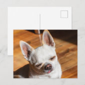 Chihuahua slapy squint relaxed tongue out Foto Briefkaart (Voorkant / Achterkant)