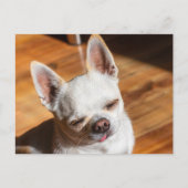 Chihuahua slapy squint relaxed tongue out Foto Briefkaart (Voorkant)