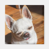 Chihuahua slapy squint relaxed tongue out Foto Magneet (Voorkant)