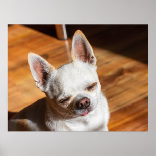 Chihuahua slapy squint relaxed tongue out Foto Poster
