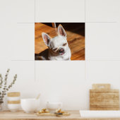 Chihuahua slapy squint relaxed tongue out Foto Poster (Keuken)