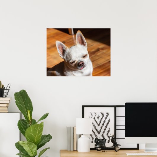 Chihuahua slapy squint relaxed tongue out Foto Poster (Thuiskantoor)