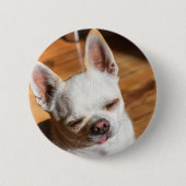 Chihuahua slapy squint relaxed tongue out Foto Ronde Button 5,7 Cm (Voorkant)