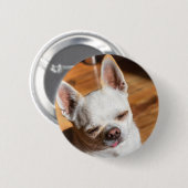 Chihuahua slapy squint relaxed tongue out Foto Ronde Button 5,7 Cm (Voorkant /achterkant)