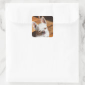 Chihuahua slapy squint relaxed tongue out Foto Vierkante Sticker (Tas)