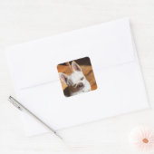 Chihuahua slapy squint relaxed tongue out Foto Vierkante Sticker (Envelop)