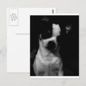 Chihuahua Small Dog Briefkaart (Voorkant / Achterkant)
