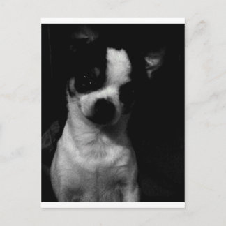 Chihuahua Small Dog Briefkaart