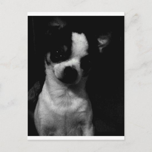 Chihuahua Small Dog Briefkaart (Voorkant)