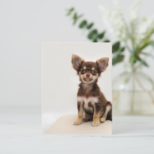 Chihuahua Small Dog Briefkaart (Staand voorkant)