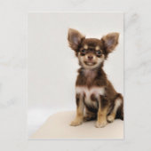 Chihuahua Small Dog Briefkaart (Voorkant)
