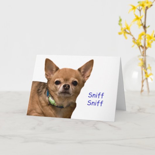 Chihuahua Sniff Verjaardag Kaart (Gele Bloem)