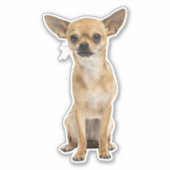 chihuahua sticker (Voorkant)