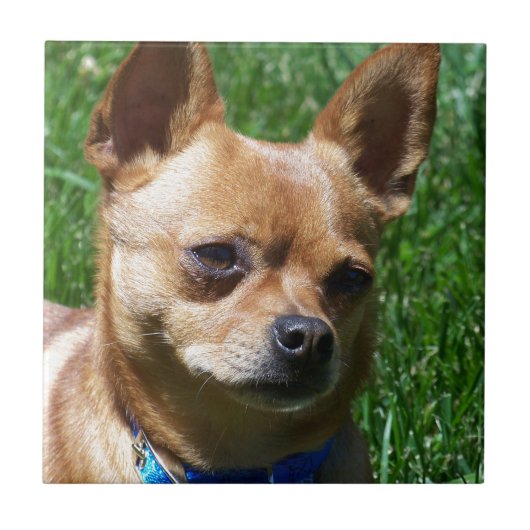 Chihuahua Tegeltje (Voorkant)