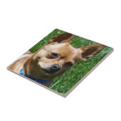 Chihuahua Tegeltje (Zijkant)