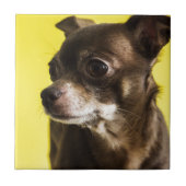 chihuahua tegeltje (Voorkant)