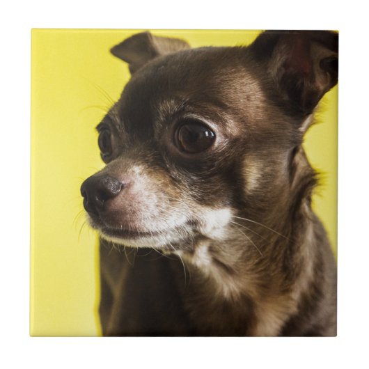 chihuahua tegeltje (Voorkant)