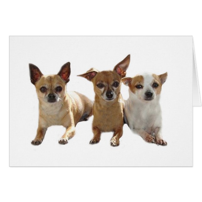 Chihuahua Trio Card (Voorkant Horizontaal)