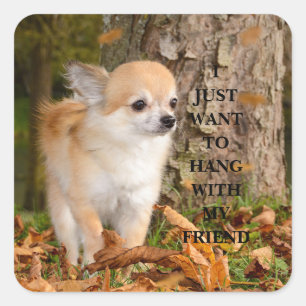 Chihuahua    vierkante sticker
