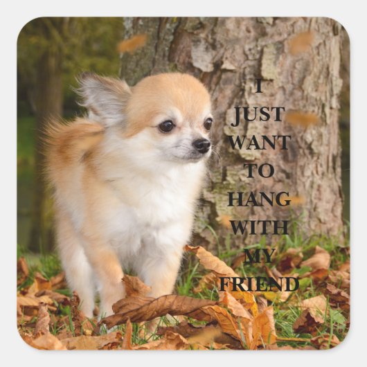 Chihuahua    vierkante sticker (Voorkant)