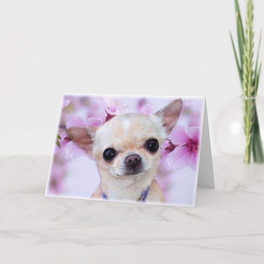 Chihuahua-wenskaart Kaart (Voorkant)