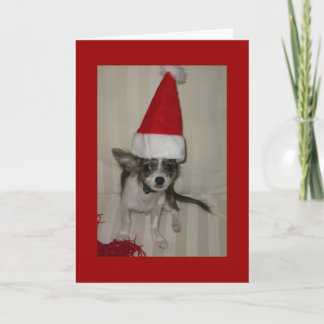 Chihuahua Xmas Kaart