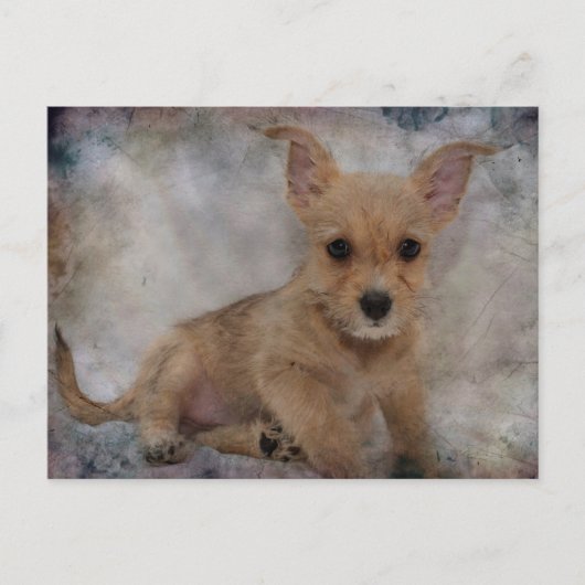 Chihuahua/Yorkie Puppie Briefkaart (Voorkant)