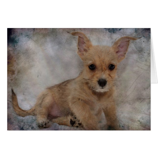 Chihuahua/Yorkie Puppy (Voorkant Horizontaal)